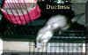 duchess