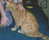 momma.jpg (39901 bytes)