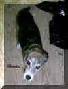 shasta
