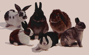 Two dutch rabbits