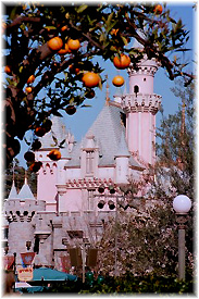 From the Orange Groves