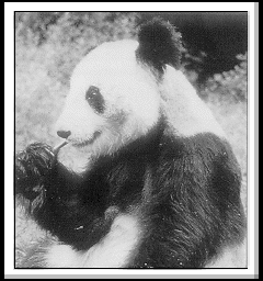 Giant Panda