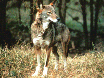 Red Wolf