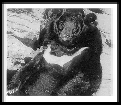 Asiatic Black Bear