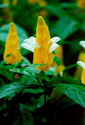 Yellow Flower