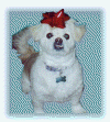 toby2.gif (135552 bytes)