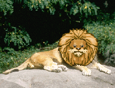 WHAT IF LIONS LOKED LIKE THIS?
