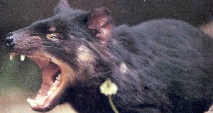 Tazmanian Devil Photo
