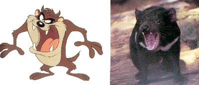 Cartoon Taz and Real Taz