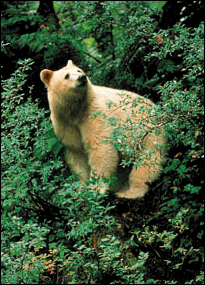 White  Spirit Bear