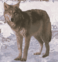 wolf