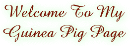 Guinea Pigs