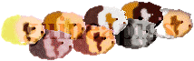 Guinea Pig Sample