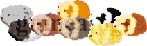 Guinea Pig Sample