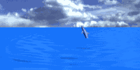Dolphin