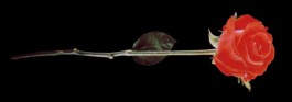 The Rose....