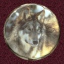 Adult Wolf