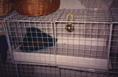 cagetop.gif (31087 bytes)