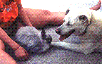 kelseysam1.gif (26409 bytes)