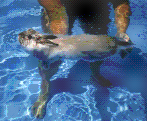 sam011.gif (23992 bytes)
