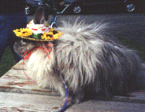 sam021.gif (23628 bytes)
