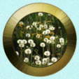 dandelions