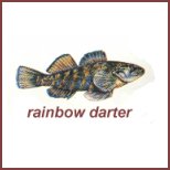 darter