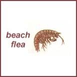 flea