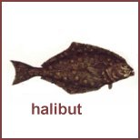 halibut