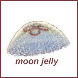 jelly