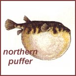 puffer