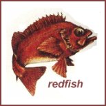 redfish