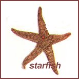 starfish