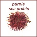 urchin