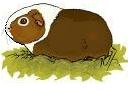 Click Me to visit the Burrow! Come see our beautiful Cavies!
