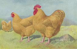 Hi! We are Ambrose and Amber! Click us to visit the Roost!