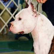 Hi! I'm Harry! Click Me to visit the Kennel