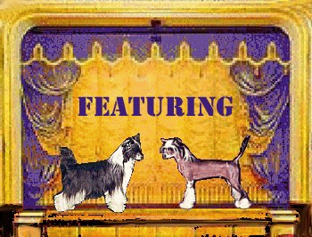 Chinese Crested Puppies  2002