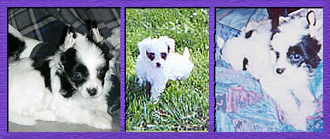 Crested Puppies  2002