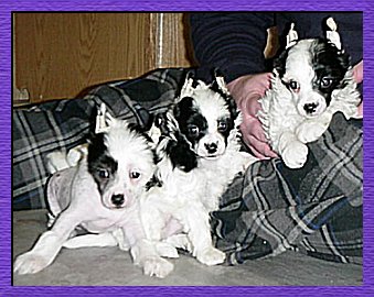 Crested Puppy Group  2002