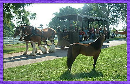 Bella Voce Miniature Horses  2008