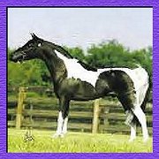 Winners Circle Adonis