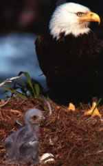 Eagle and offspring