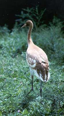 photo of a Whooping Crane