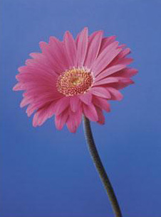 the flower I lost
