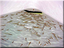 Endlers eating Zuccini in a bath tub