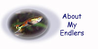 You are on the About My Endlers page