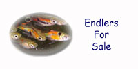Endlers for sale