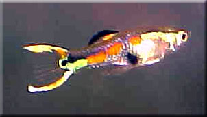 Unusual peacock male endler with a double sword tail