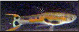 unusual peacock male with two peacock spots in his tail